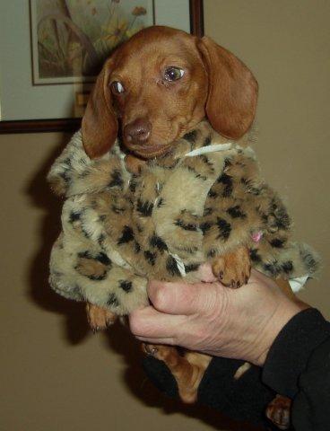 Pet Clothing